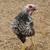 Young Chickens 1 thumbnail