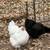 Barnyard Mix Orpington Chickens For Sale 1 thumbnail