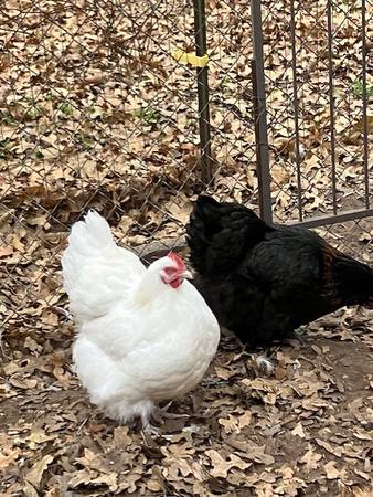 Barnyard Mix Orpington Chickens For Sale 1