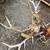 Elk, deer and moose antlers 2 thumbnail