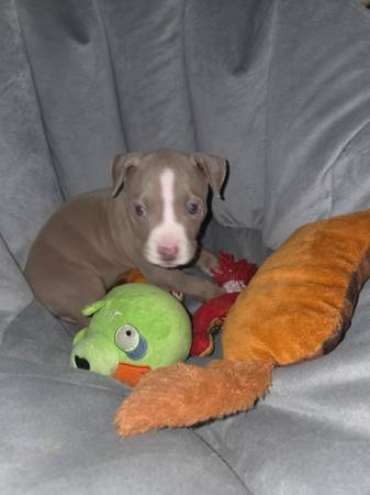 Bully pup63904505849603121
