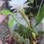 5 gal Large Easter Lilly Cactus 12 thumbnail