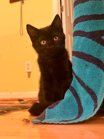 Gatitos parte Maine Coon (Kennesaw)63881506418435124