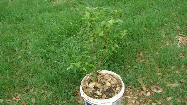 3 Gallon Lagustrum Plant 1