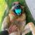 Purebred German Shepard 4 thumbnail