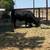 Butcher steer 1 thumbnail