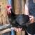 Egg-Laying Hens for Sale! 3 thumbnail