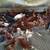 Pullets/hens 2 thumbnail