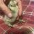 EGG LAYER CHICKS 7 thumbnail