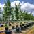 Shumard Red Oaks - Fall Color Shade Trees 3 thumbnail
