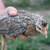 Olive egger pullets 1 thumbnail