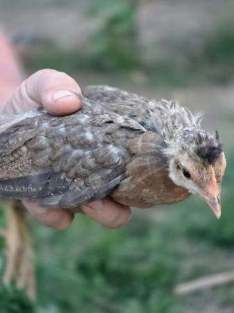 Olive egger pullets 1