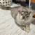 Maine Coons 3 thumbnail