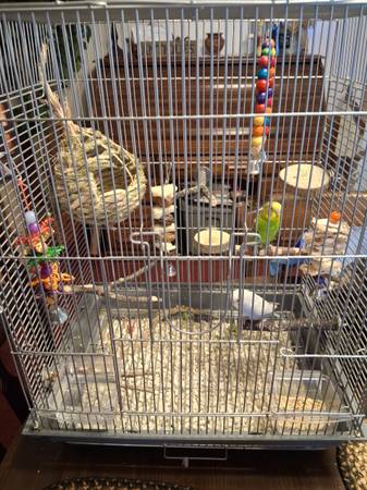 Pair of parakeets with cage 1