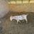 Boer wethers 3 thumbnail