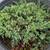 Dwarf Juniper 12 thumbnail