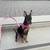 *REWARD*Missing Min Pin Spade Black and Tan 7 thumbnail
