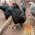 Large breed (project) pullets and hens 7 thumbnail