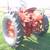 IH McCormick Farmall Super C - Fresh Paint & Brand New Tires 4 thumbnail