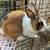 Rabbits rabbits rabbits 1 thumbnail
