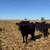 220 Bred Heifers 1 thumbnail