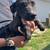Free Puppy 2 thumbnail