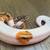 Beatiful  Pied Ball Python (F) 3 thumbnail