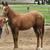BEAUTIFUL YEARLING FILLY - SORREL APPALOOSA 1 thumbnail