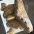 Gilt Wood Hand Carved Yali South India Antique 11 thumbnail