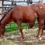 BEAUTIFUL YEARLING FILLY - SORREL APPALOOSA 4 thumbnail