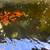 Koi fish, goldfish, mosquitofish 11 thumbnail