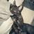 kittens searching for furever homes. 3 thumbnail