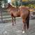4 year Registered T-Mare 8 thumbnail