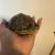Red ear slider turtle 4 thumbnail