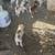 Husky puppy girls 4 thumbnail