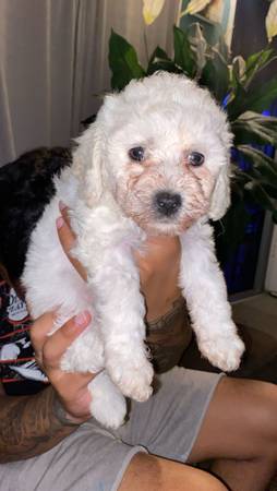 Rehoming maltipoos (San Jose)63836591004035122