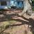 TREE TRIMMING / yard clean up CHEAPEST IN TOWN Tree Service license and insured 11 thumbnail