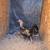 Gamefowl/Rooster/Pollos/Gallos 8 thumbnail
