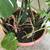 A pot of large Monstera plant 5 thumbnail