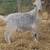 Fainter Buck $100 Speckles 1 thumbnail