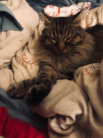 Lost Cat (Vallejo)63891026648961123