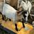 Goats  (Billies) 10 thumbnail
