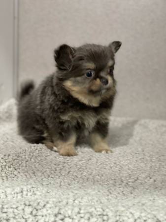Pomchi-Rocket (Broken Arrow)64054492559363124