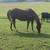 16h grade gelding 2 thumbnail