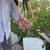 Thai ~ Ganoi Young Rooster ~ Good Line 3 thumbnail
