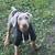 Doberman pup 1 thumbnail
