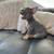 French bulldog puppy (Frenchie) 1 thumbnail