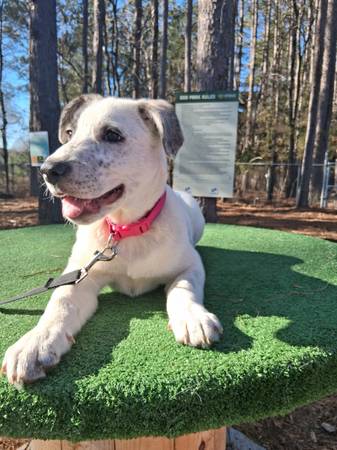 Sweet shepherd pit puppy looking for his hom 1