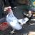 Serama young rooster ( 4 months old ) 1 thumbnail