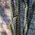 Cactus, one gallon rooted 8 thumbnail